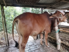 কুরবানির পশু
